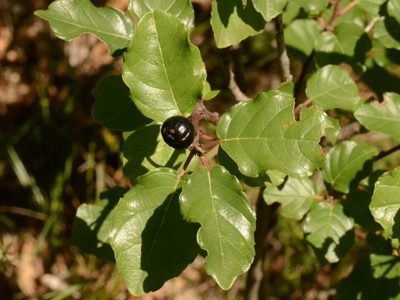 Frangula rupestris